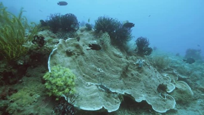 美丽的珊瑚，有动植物和游泳鱼类。水下海洋生物场景