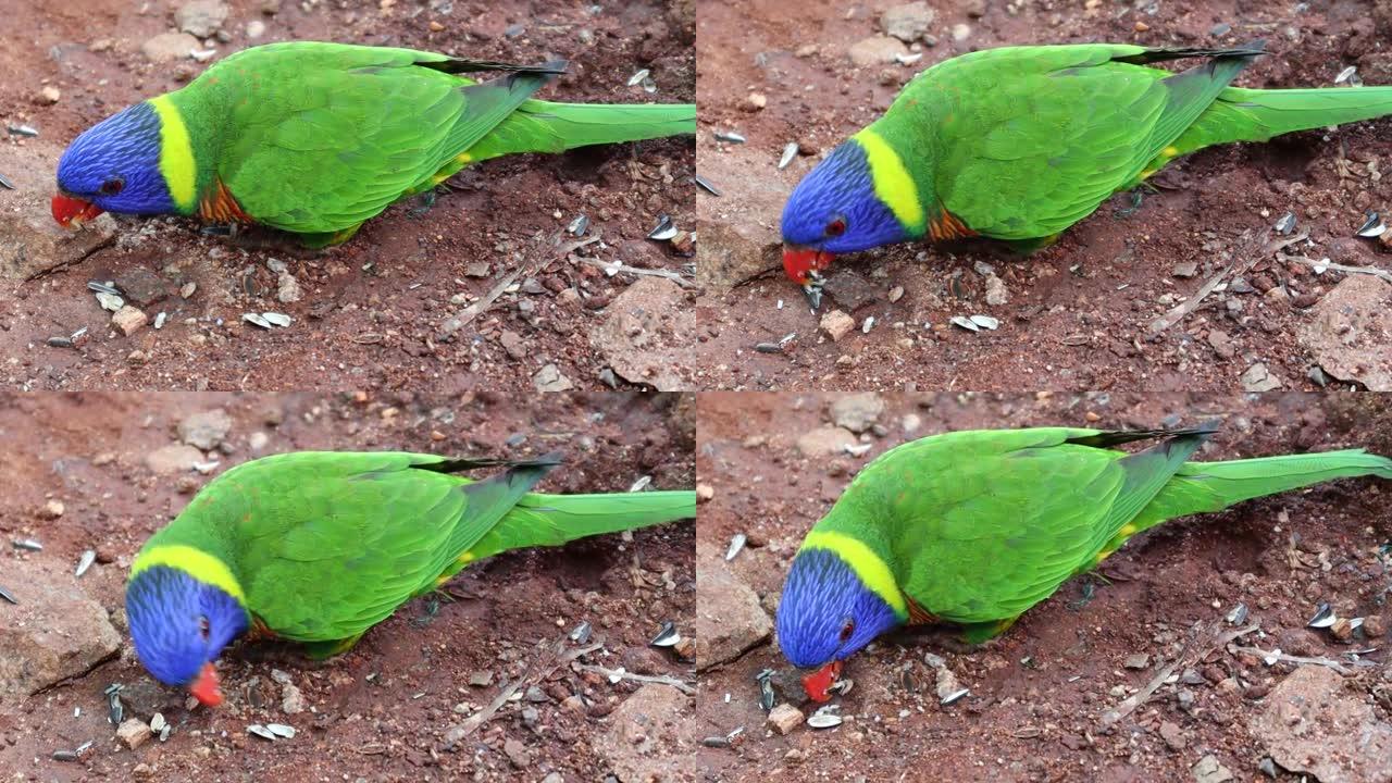 彩虹鹦鹉一只吃种子的天堂鸟在耶拉吉里山站印度捕捉到看起来很可爱