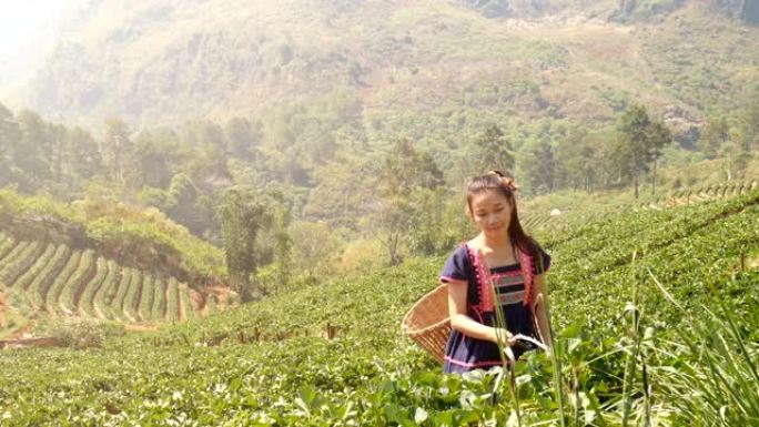 4K.年轻快乐的农民山部落亚洲妇女早上在泰国清迈的doi ang khang国家公园在草莓田里浇水。