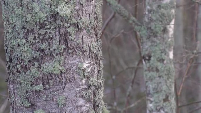 近距离观察爱沙尼亚桦树的粗糙树干
