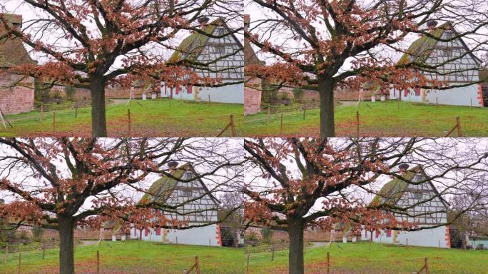 彩色木质半色房屋农村的秋天红树