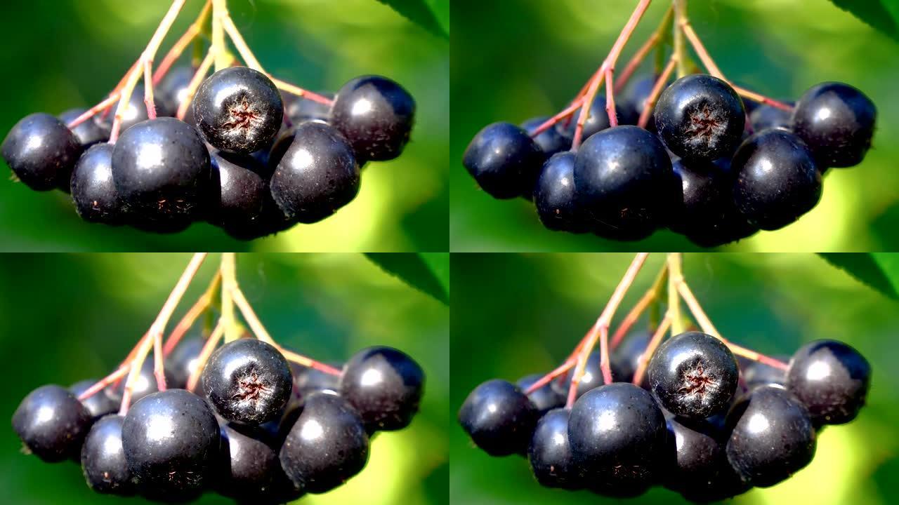 仔细观察茎上的浆果果实