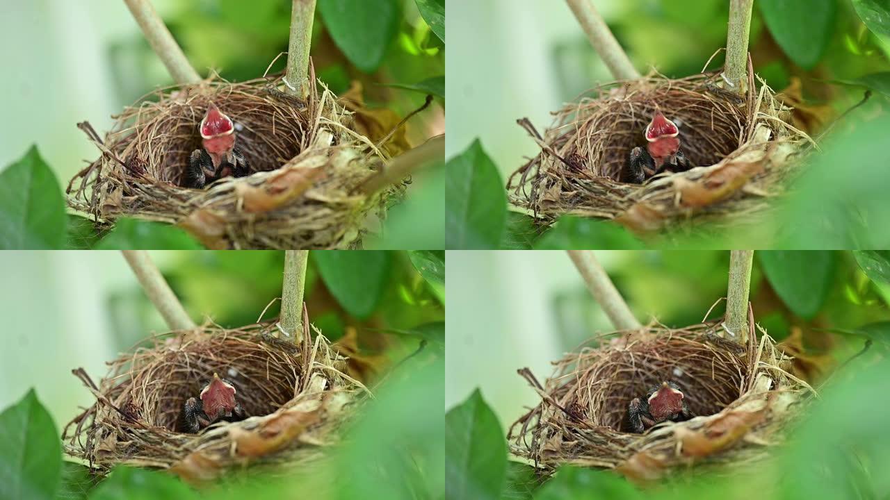 新生的鸟在巢里等待妈妈进食。幼鸟张开嘴，在树上摇晃。孩子饿了，需要一些食物。