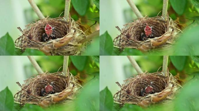 新生的鸟在巢里等待妈妈进食。幼鸟张开嘴，在树上摇晃。孩子饿了，需要一些食物。