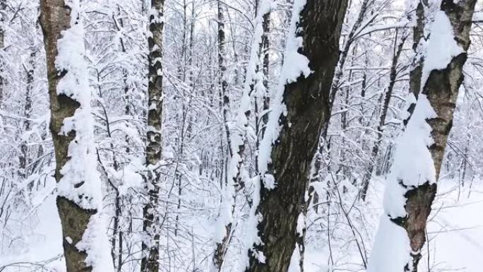 白雪皑皑的冬季森林。白雪覆盖的树枝对着蓝天。在无人驾驶直升机上跨越村庄之间。