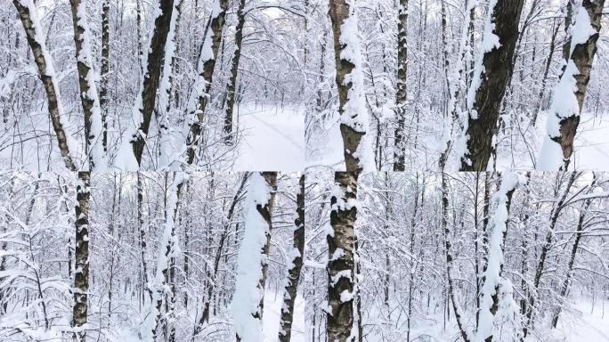 白雪皑皑的冬季森林。白雪覆盖的树枝对着蓝天。在无人驾驶直升机上跨越村庄之间。