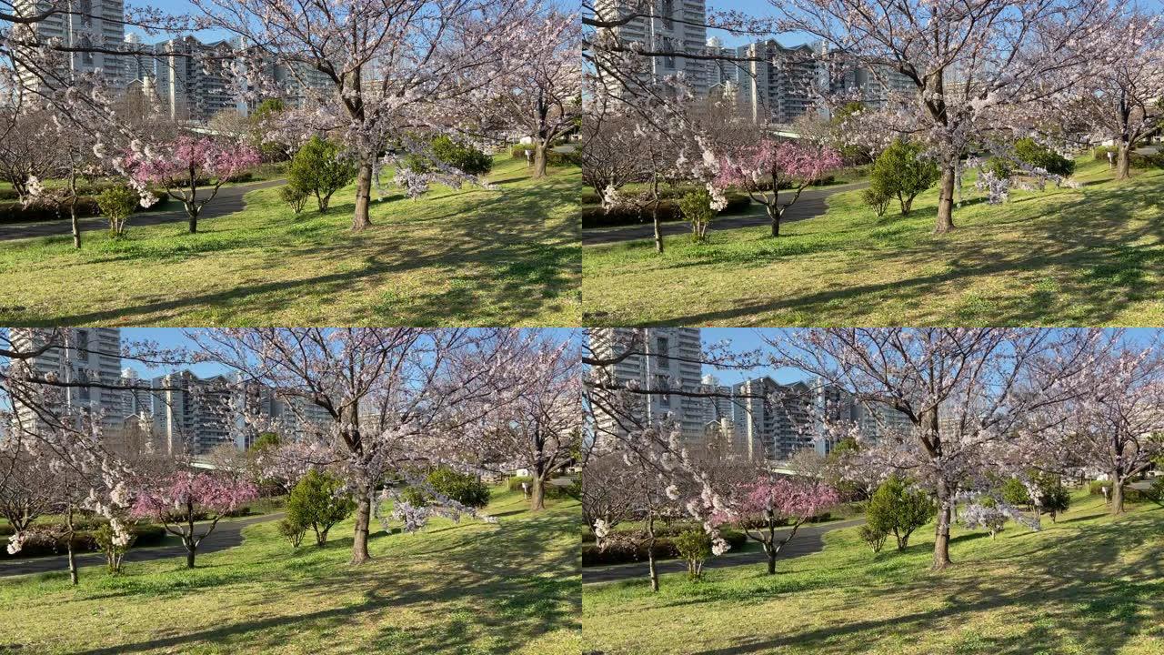 小岛小松川公园樱花，日本东京