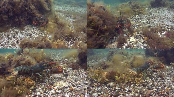 美国龙虾海深潜