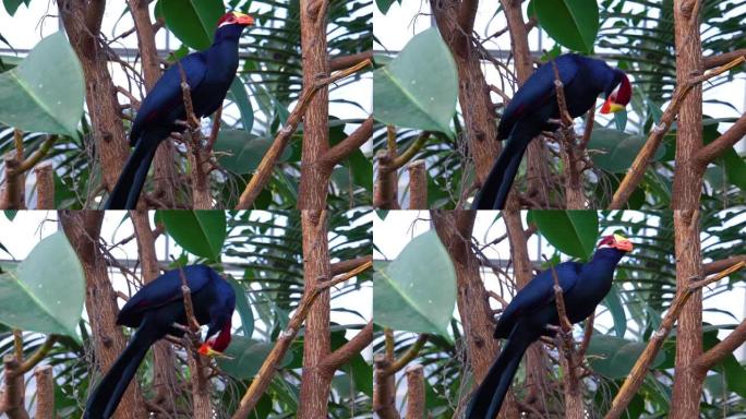 紫罗兰·图拉科 (Violet turaco) 坐在树枝上，来自非洲的流行异国鸟类