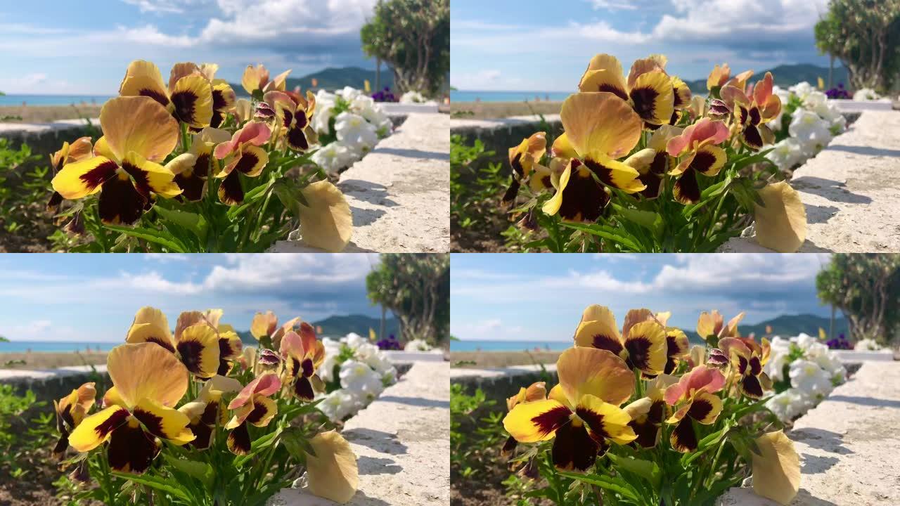 地中海双色黄色三色堇的特写镜头，海滨景观