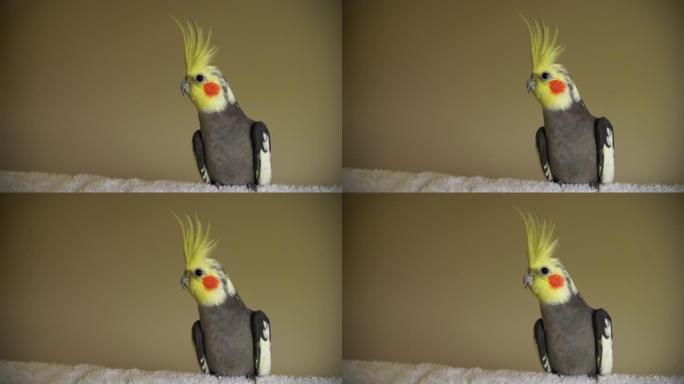 一只漂亮的雄鹦鹉栖息鸟鹦鹉可爱的玫瑰色脸颊和黄色凤头灰色身体视频一个肖像拍摄与孤立的平原背景与复制空