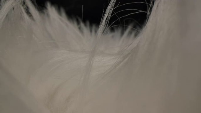 多莉微距拍摄美丽的白色毛皮羽毛工作室拍摄黑色背景