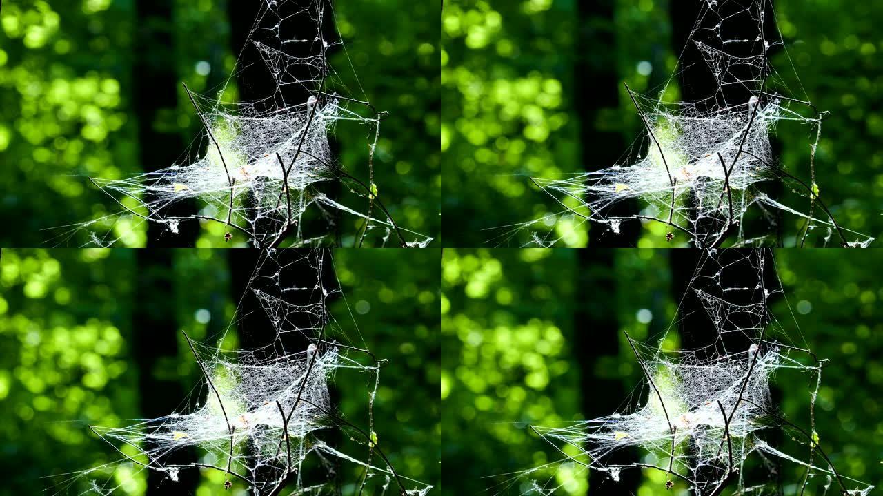 黄金时段灌木丛上的蜘蛛网。