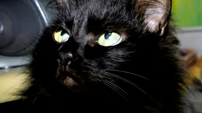 扭曲头部并环顾四周的黑色家猫的肖像。