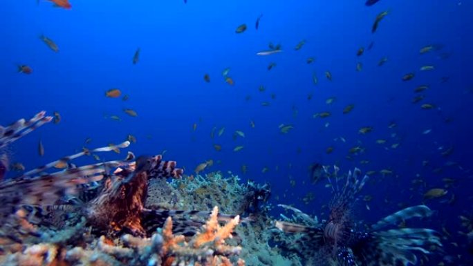 水下礁海狮子鱼珊瑚礁海底世界海洋生物