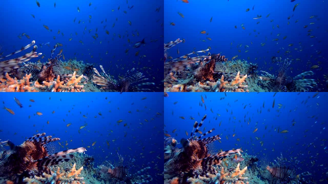 水下礁海狮子鱼珊瑚礁海底世界海洋生物