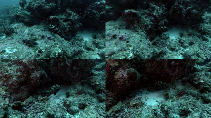 棕色大理石石斑鱼-Epinephelus fuscoguttatus在珊瑚礁上游泳，印度洋，马尔代夫