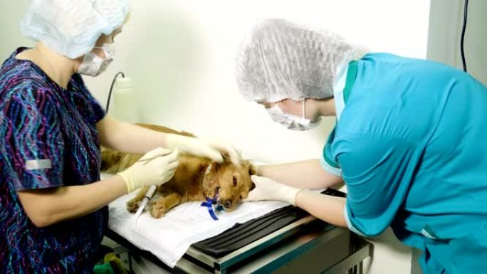 兽医在兽医诊所麻醉下从牙垢中清洁狗的牙齿。4K