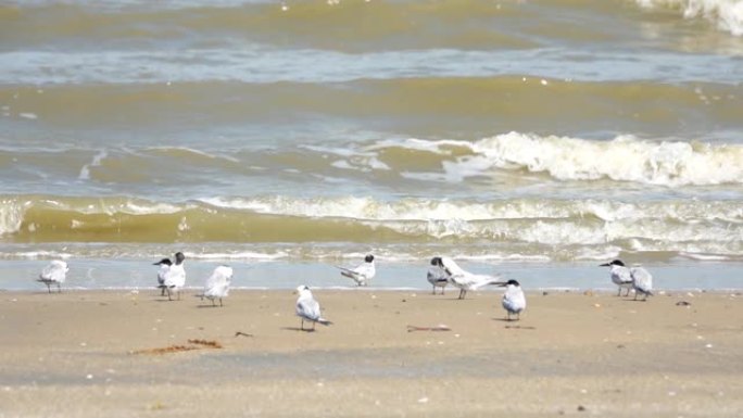 海鸥在海边，许多海鸥在泡沫海的背景下沿着海岸行走，白鸟在海滩上捕获了一条鱼。
