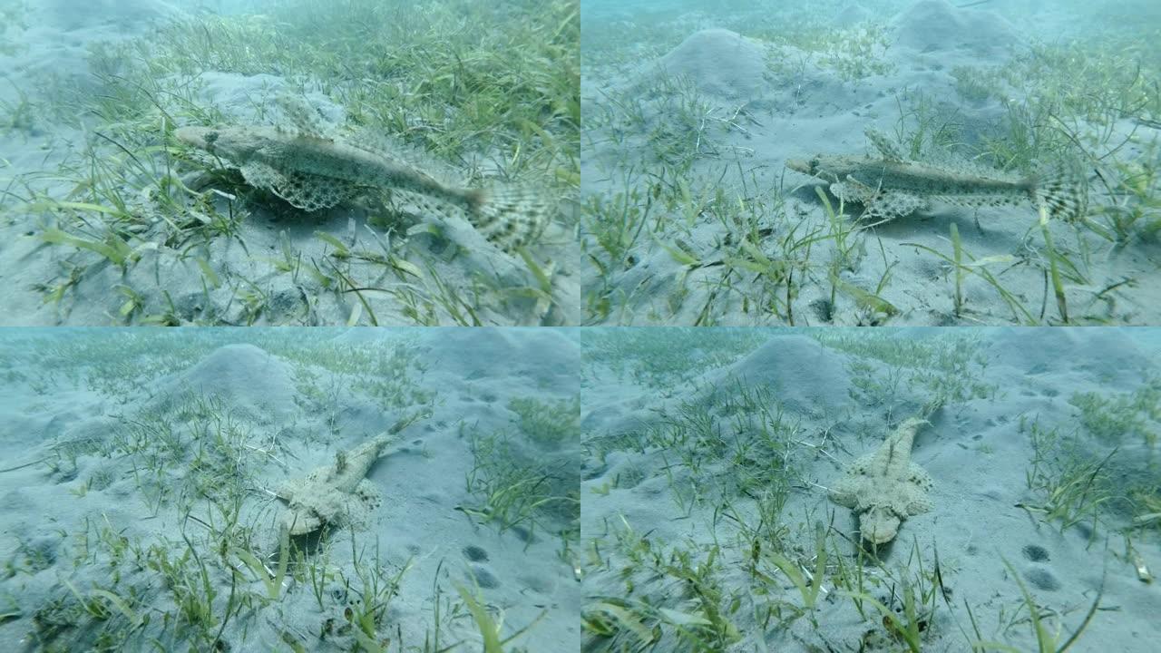 鳄鱼鱼游过沙底，躲在绿海草丛中。鳄鱼鱼或触手的平头鱼 (Papilloculiceps longic