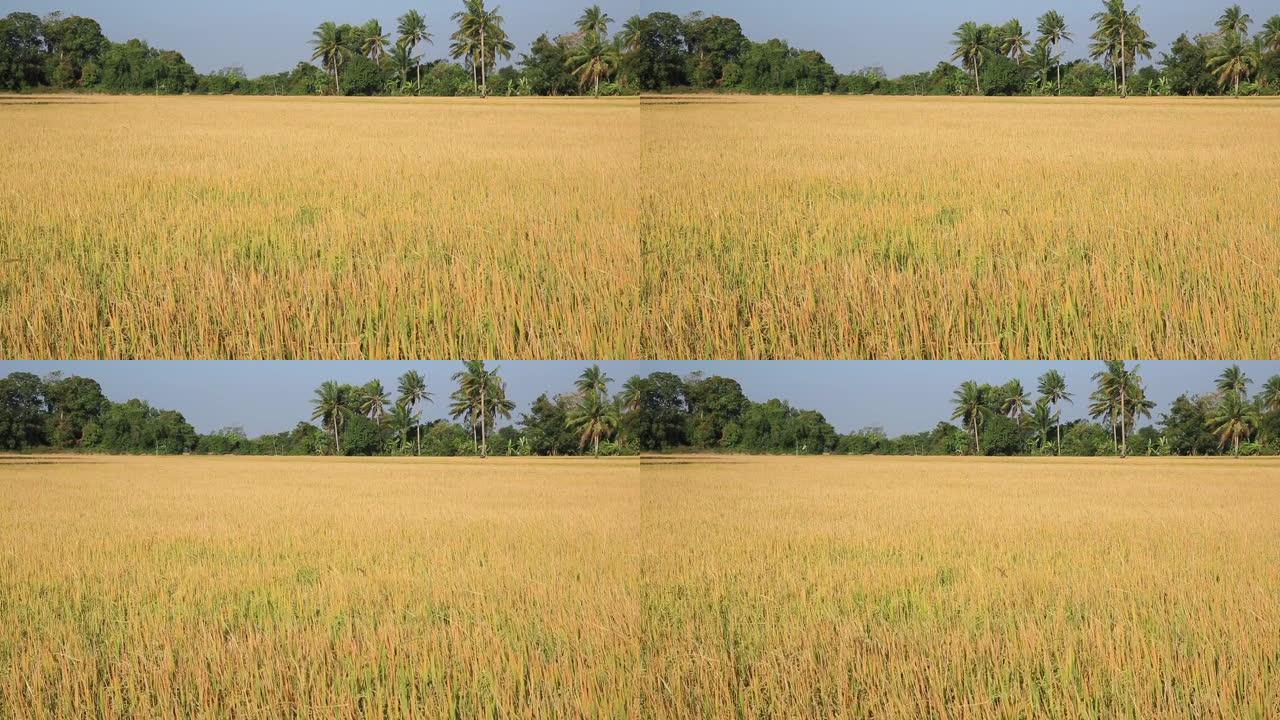 稻米在田间吹拂稻田稻穗麦浪