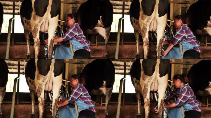 农夫在农场用挤奶机挤奶。职业农业，农民。真正的牛奶农场亚洲泰国。挤奶管理程序