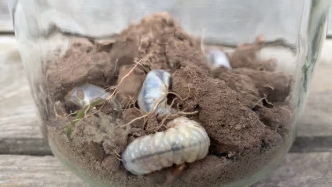植物重要害虫的幼虫，五月甲虫的普通鸡冠虫或可能的小虫Melolontha melolontha的幼虫