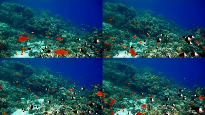 珊瑚礁和美丽的鱼。海洋中的水下生物。