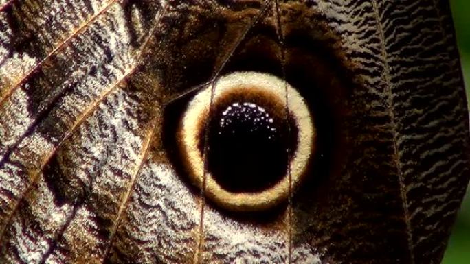 巴西小猫头鹰蝴蝶的细节。