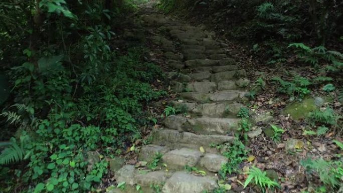 雨林中通往楼梯步道的无人机鸟瞰图。
