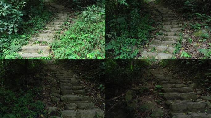 雨林中通往楼梯步道的无人机鸟瞰图。