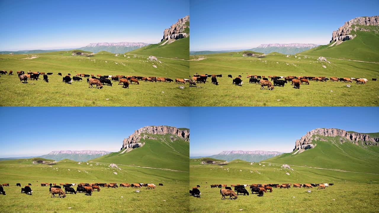 在一个阳光明媚的夏日，在岩石高原的背景下，牛在北高加索因纳尔高原脚下的高山绿色悬崖上吃草。自然养殖和