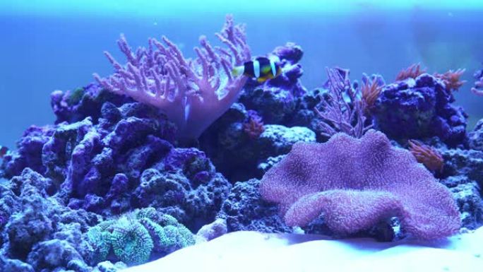 有异国鱼类的珊瑚礁水族馆。