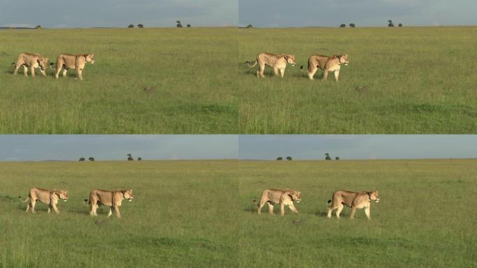一起散步的非洲狮子雌性