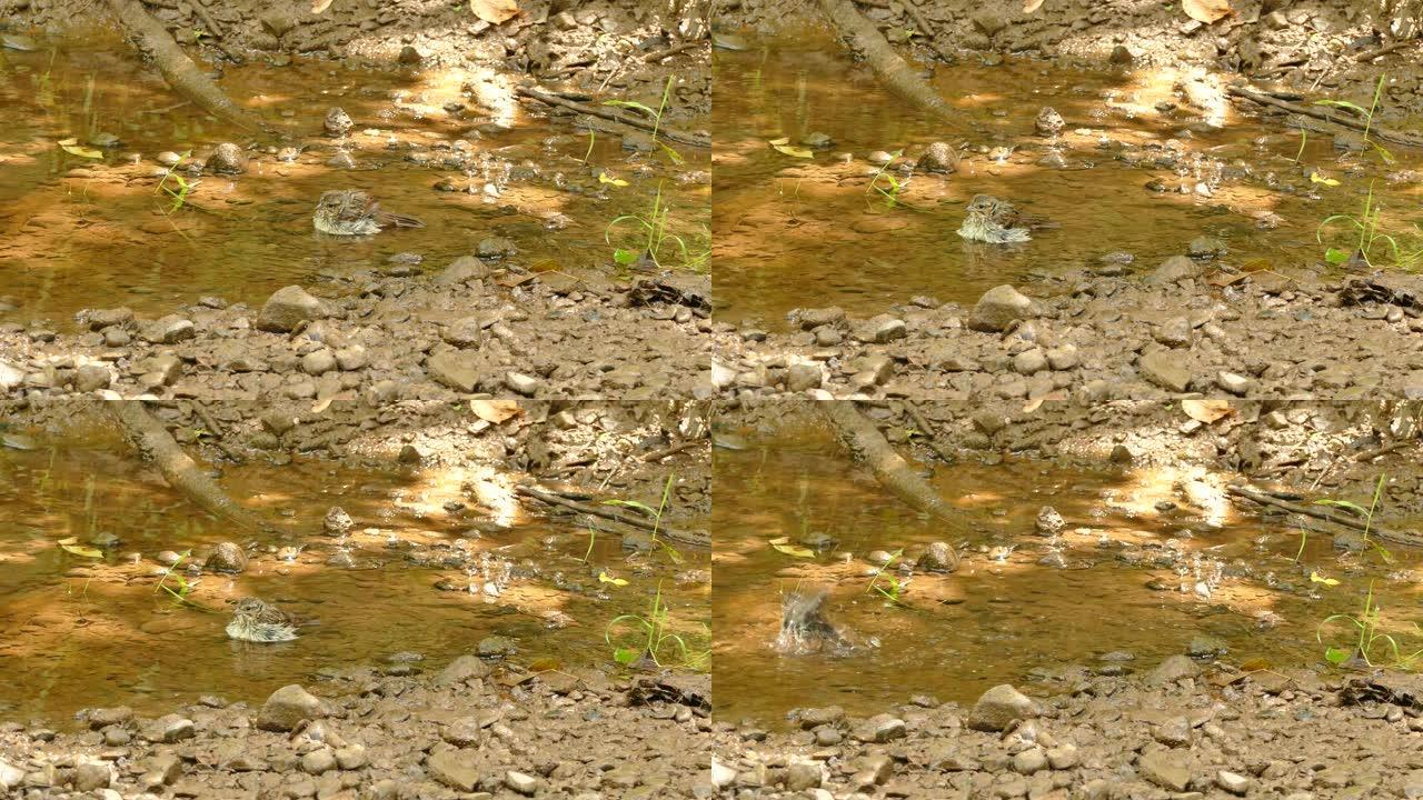 在适度的阳光照射下在森林溪流中洗澡的原始照片