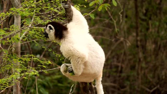 Verreaux的Sifaka