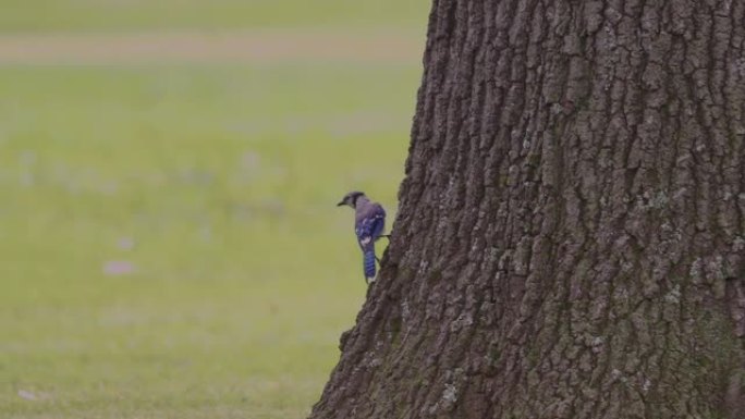 Blue Jay jumps around a tree trunk and flies away.