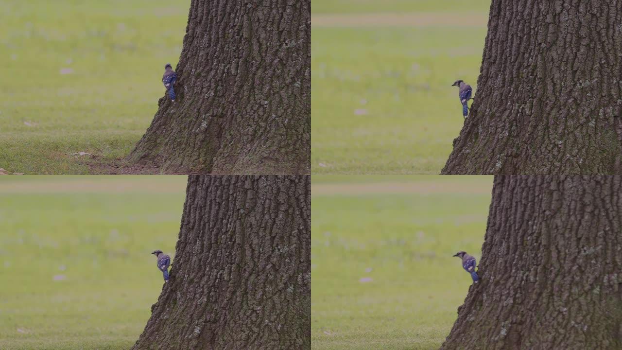 Blue Jay jumps around a tree trunk and flies away.
