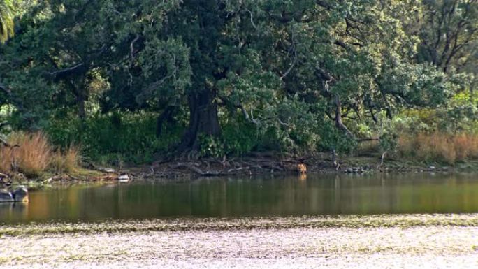 老虎在湖岸咆哮河流空镜生态环境自然美景
