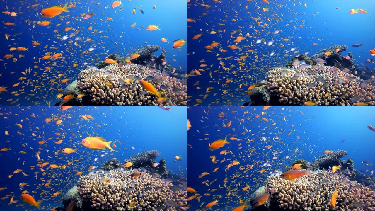 红海橙鱼一群鱼实拍