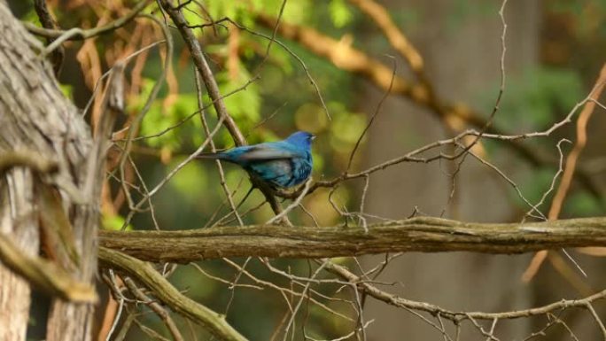 美丽的靛蓝彩旗鸟在北美松树林飞行