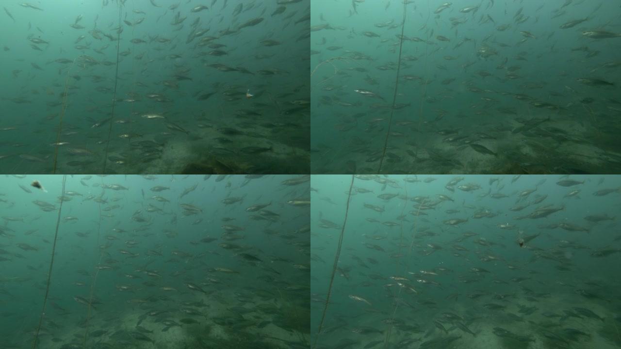 黑鳕鱼或小型鳕鱼 (Notothenia microlepidota) 游泳的学校