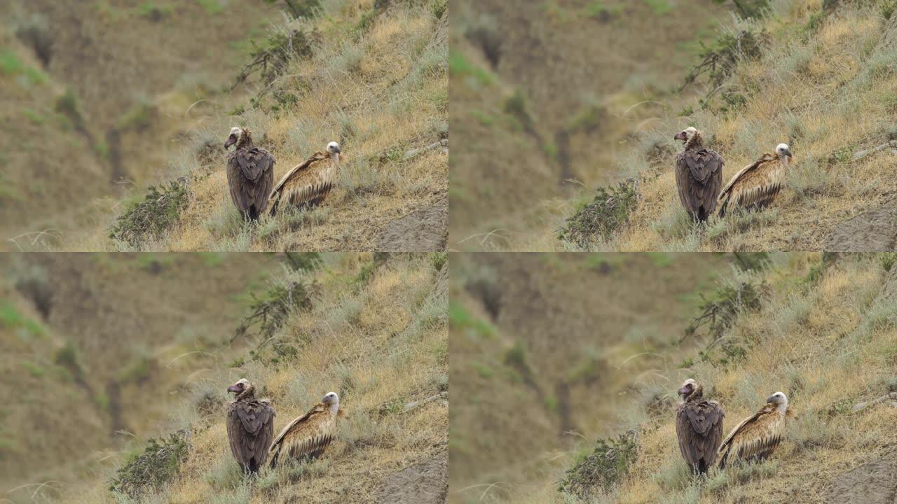 狮鹫 (Gyps fulvus) -阿塞拜疆