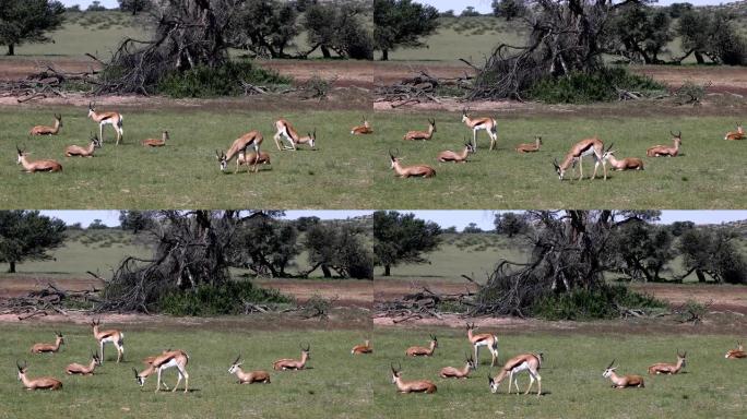 南非卡拉哈里的跳羚群野生动物