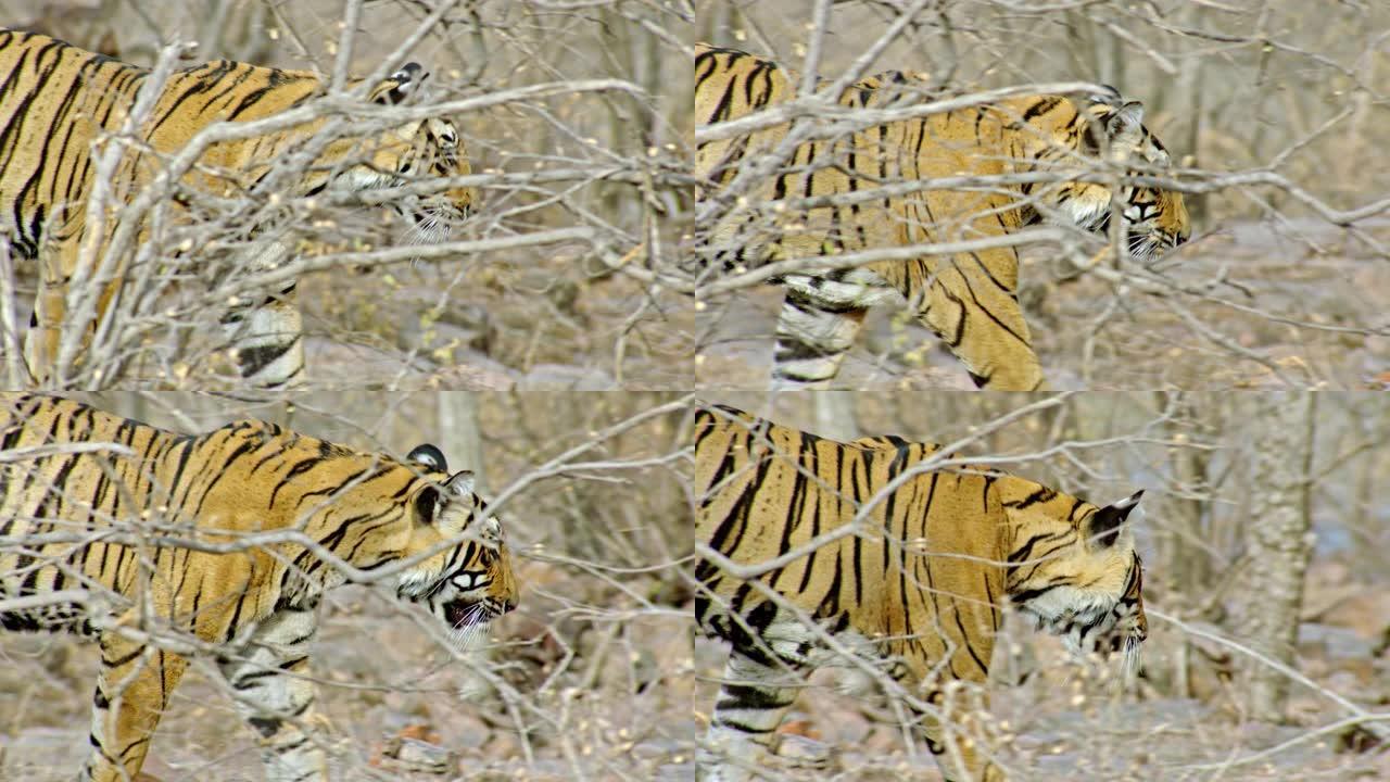 亚成年老虎在林地行走