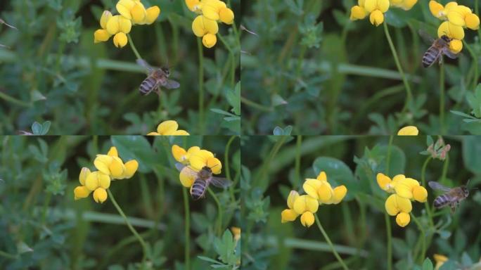 蜜蜂花粉黄色花朵飞翔