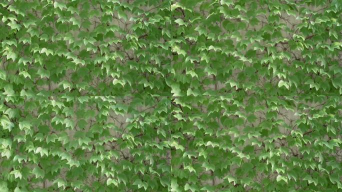 铜墙长满常春藤。春天的绿色。大自然的新鲜感醒来，特写镜头