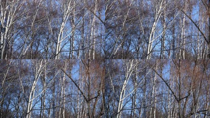 光秃秃的树木在冬季公园的蓝天上摇曳
