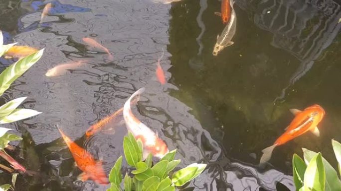 花式鲤鱼或锦鲤鱼在水中游泳的镜头