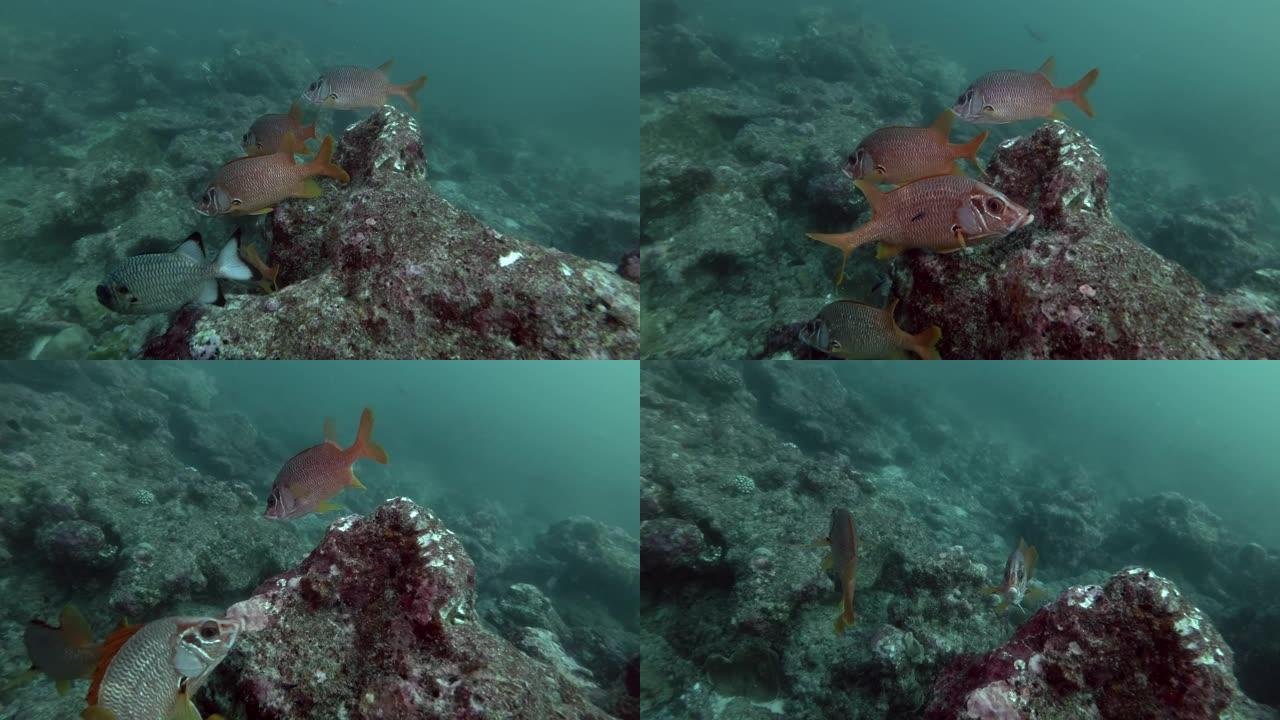 马刀松鼠学校-亚洲马尔代夫珊瑚礁附近的sargocenron spiniferum